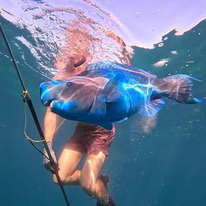 132K views · 1.2K reactions | Spearfishing for Giant Parrot Fish | Ryan Myers Spearfishing | Facebook