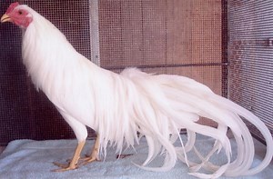 White Yokohama - Baby Chicks for Sale | Cackle Hatchery®