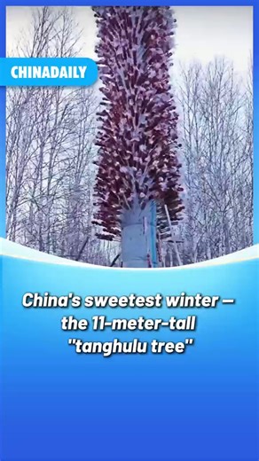 48K views · 180 reactions | The #winter doesn't just bring Christmas trees; it brings candied hawthorn trees. Thousands of shiny candied hawthorn skewers form a towering 11-meter-tall red "tanghulu tree", attracting crowds of visitors who try all kinds of ways to get their hands on a hawthorn berry. #food #travel #FunChina #TrendingNow | China Daily | Facebook