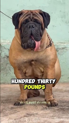 Bullmastiff Explained: Calm Power Unleashed #Bullmastiff#DogBreeds#dogfacts