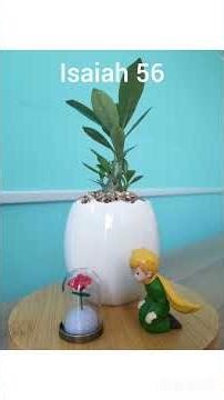 Everydaybible Isaiah 56