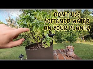 WHY YOU SHOULDN'T USE SOFTENED WATER ON YOUR PLANTS