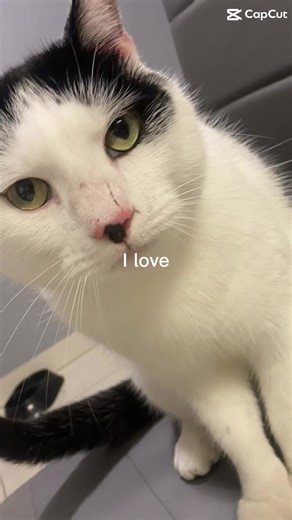 Pluto the cat on TikTok