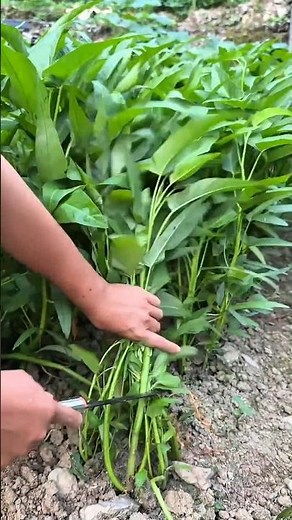 It is easy to cut kale leaves fromFastest process