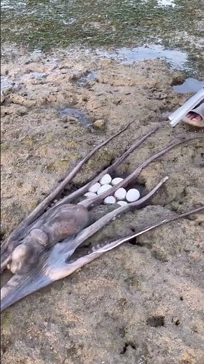 Rare Octopus Laying Eggs | Amazing Sea Creature Caught on Camera 😱🐙
