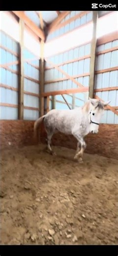 Oh Maeve # spicy pony