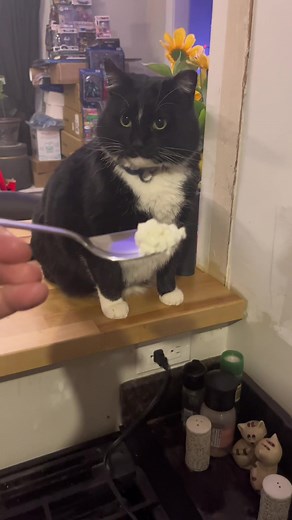 Cottage cheese — does Bruce love it or is it a hell gag no? #cats #catsoftiktok #catlovers #taylorswift #gagornogag #brucewayne #bigboy