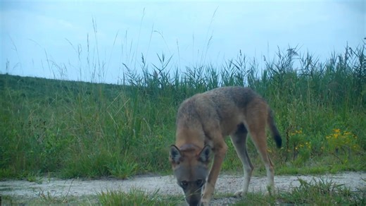 Red wolves are among the most endangered carnivores in the world. Fewer than 20 remain in the wild. Once spread across the U.S. Southeast, they were persecuted so relentlessly that in 1980 — after the capture of the last remaining red wolves for a captive-breeding program — the species was declared extinct in the wild. Though the captive breeding program was successful, reintroduction efforts have been stymied as they face threats of gunshot mortality and vehicle collisions. We're not giving up 
