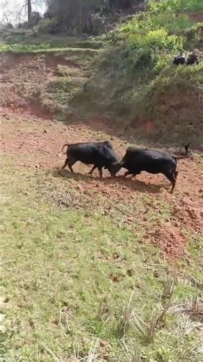 “Two Black Bulls Lock Horns in a Fierce Battle! 💥🐃 #BullFight #AnimalBattle #NatureIsWild”