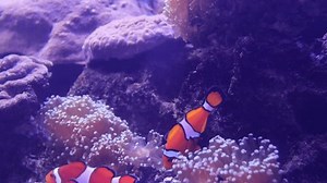 Small Cute Fish Swimming Beside Coral Stock Footage Video (100% Royalty-free) 3656807337 | Shutterstock