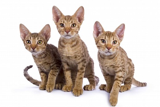 How Much Does an Ocicat Cost? (2026 Price Guide)