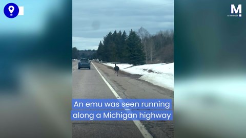 Escaped emu runs along Michigan highway