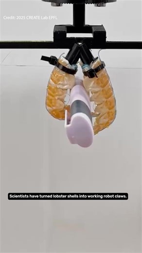 “Necrobotics” is a ghoulishly named field of research that uses the bodies of dead animals as robot parts. In the latest step toward creating the walking dead, researchers at EPFL in Switzerland have turned leftover crustacean tails into surprisingly effective robots. Read more: https://buff.ly/n3m7n1V | IFLScience