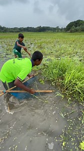 Amazing Boys Catching Fish by Push Net | Fishing & Village Tradition