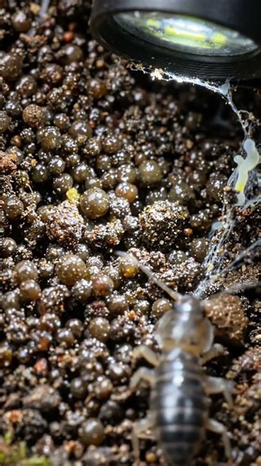 सबसे हरामि कीड़े मिट्टीनीचे का 😱#shortvideo #shortsfeed