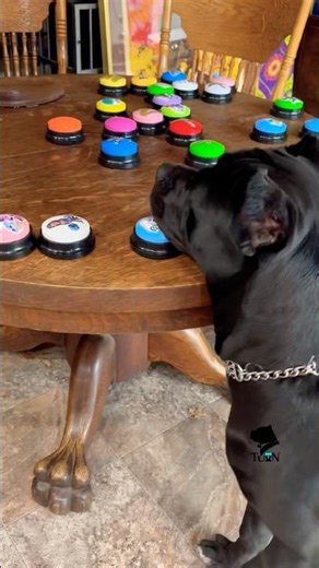 Talking Dog Using AIC (AAC) Buttons | Proves Comprehension 🤯