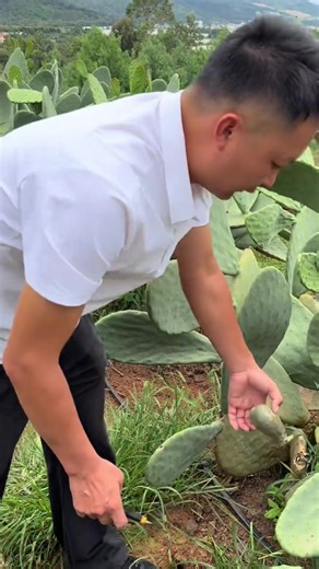 King Tips (@tips_th1138)’s videos with Crunchycat - Monkey Cat Luna