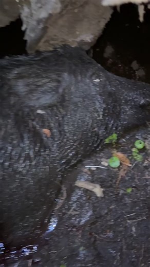 300lb boar hog down!!!#florida #hunting #outdoors #hog #hogwarts