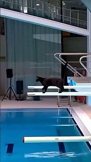 Cats diving into the pool compilation #funny #cutecat