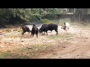 Bull Fighting 🐂🐂🐂🐂...😲😲😲