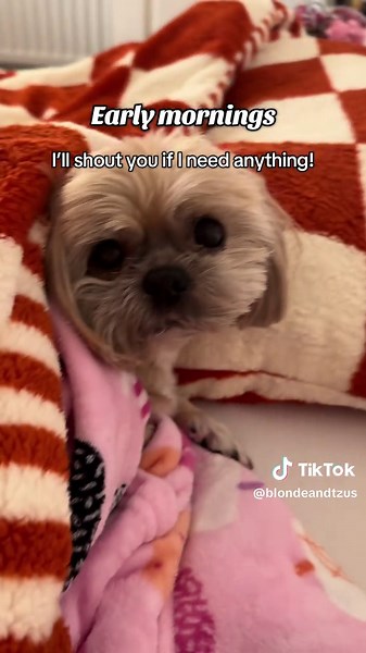 Things My Shih Tzus Disapprove Of: A Hilarious Insight