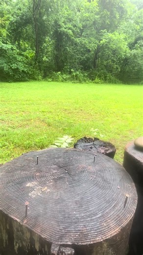 Crows Take on Slide and Hide Dog Puzzle Challenge