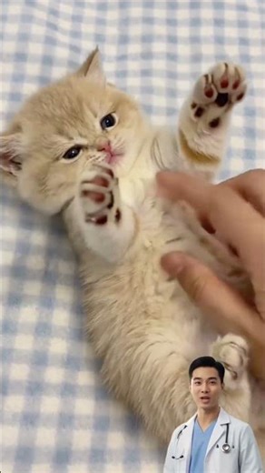 You’re Petting Your Cat Wrong