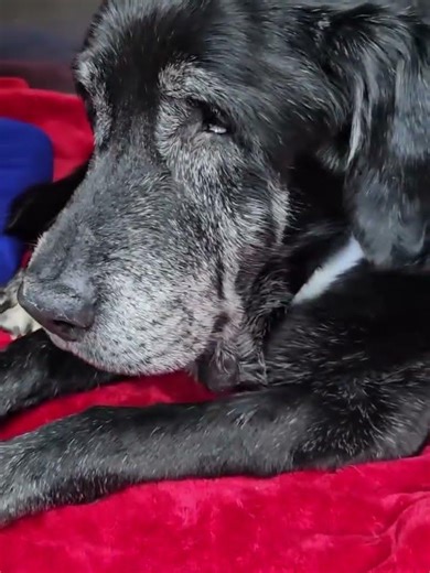 Senior Lab Left Behind At The Shelter Cries Nonstop—We’re Fighting For His Healing [STORY BELOW]