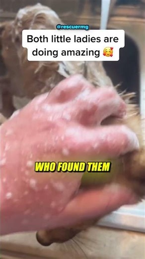 Rescued Puppies Found Abandoned on the Road 🐶❤️