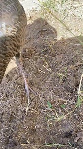 15K views · 935 reactions | A WILD Turkey came right next to me in my garden❤️❤️❤️ hahaha | Becky's Homestead | Facebook