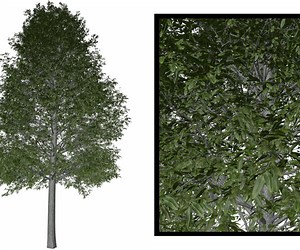 ArtStation - Shingle Oak Tree #10 - High Poly Tree (3D Model) | Game Assets