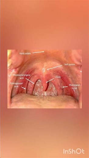 “Tonsils: Your Body’s First Line of Defense 🦠🛡️ | Real Human Anatomy”