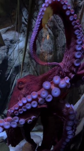 20K views · 141 reactions | Let's do a deep dive into the world of a Giant Pacific Octopus with these fast facts! 視 | The Living Planet Aquarium | Facebook