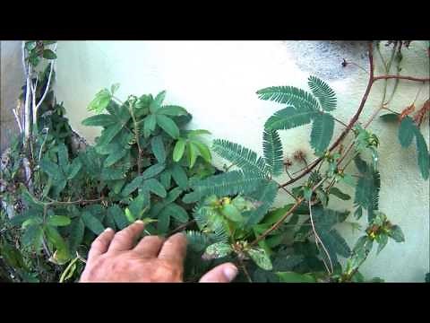 Morivivi Plant (Mimosa pudica Plant) in Puerto Rico