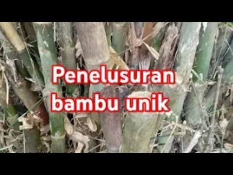 #viral#misteri#horor#penelusuran bambu unik dan antik