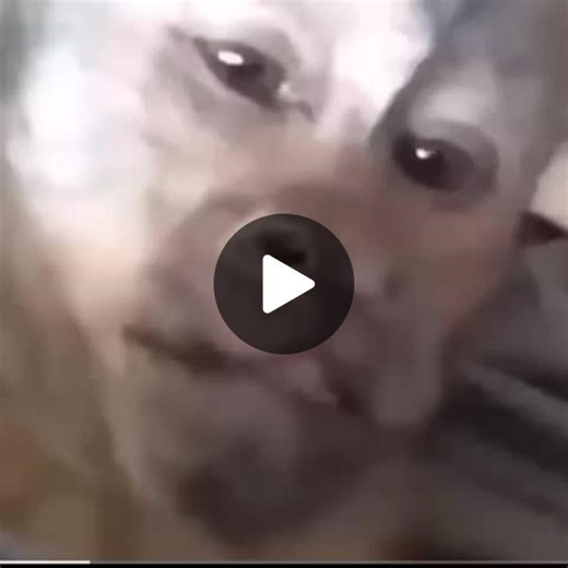 Leapold the monkey screaming but more violent #monkey #scream #meme #memes #loud