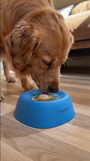Slow Feeder Dog Bowl
