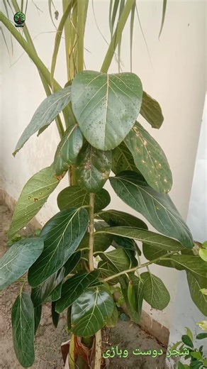 1.6K views · 32 reactions | بوہڑ لگائیں ۔ سکھ پائیں ۔۔ Native trees.. #Shajardost #naturelovers #we_are_if_trees_are | Shajar Dost vehari | Facebook