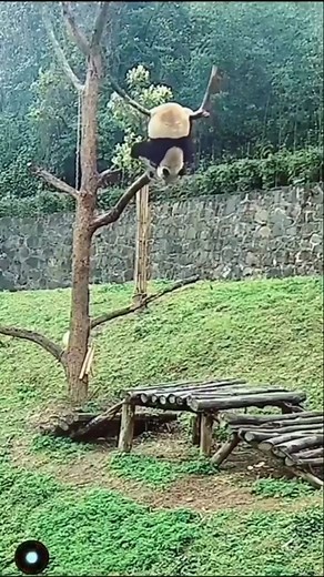 Instanimals | Wee part 6 | Instagram