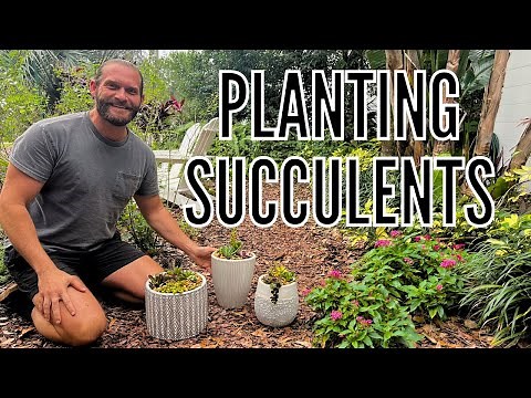 Planting a Trio of Succulent Containers | Drought Tolerant Plants