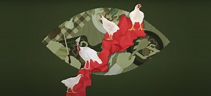 Vidéo: Campagne de l’ANAVI sur l’abattage clandestin des volailles