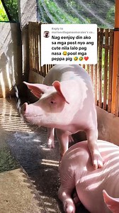 18K views · 185 reactions | Paligo sa Umaga ng ating mga Gilts.  Happy 169K followers po mga kaFarmers! #farmlife #piggery #pigfarming #babuyan #inahin #baboy #piglets #viral #happy #piglets #pigfarming #backyardfarming #menandtho #manifesting1000sow | Men and Tho Piggery Farm | Facebook
