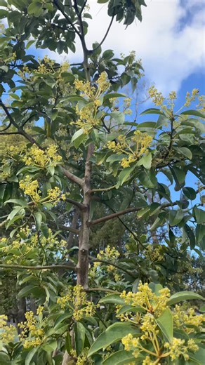 Greenmans Garden on Instagram: "This " Joey" avocado in the landscape @greenmansgarden purchased from A Natural Farm a few years ago is blooming so beautifully as we take a deep dive into a winter not ever seen in Eastern central Florida - it has survived the temperatures in the 20s this last week, but it looks like next week We might get a lot colder. Hopefully these blooms set some fruit and the tree makes it OK. When trees are too big to cover you just have to pray for resilience 🍀🙏🏻 and t