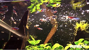 Feeding Tip #4 When feeding dry foods to your fish, use the bottle cap to measure and pour an adequate amount of food into your aquarium. bit.ly/1TqeB3F | Fluval