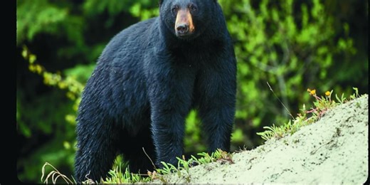 Instructors and applicants needed for DNR’s bear hunting program