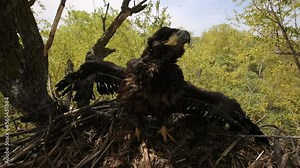 Black vulture bird of hawk family defends its nest and gets angry. Bird opens its beak and screams at approaching danger.