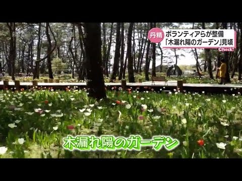 市民が手入れ 宮崎市の「木漏れ陽のガーデン」のチューリップが見ごろ