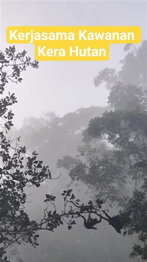 Kerjasama Solid Kawanan Kera Hutan Menyeberangi Dahan Pohon