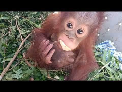 BABY ORANGUTAN EATING BANANA