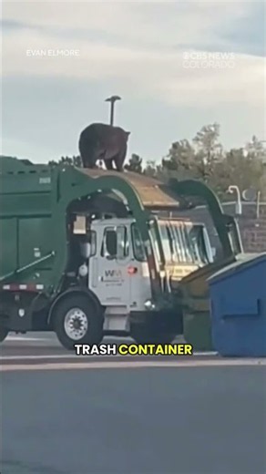 Bear spotted on top of trash truck in Castle Rock